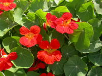  CAPUCINE CAPUCINE-WHIRLYBIRD (Tropaeolum (Nasturtium))-écarlate - Graineterie A. DUCRETTET