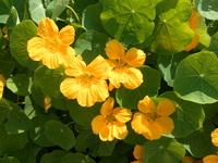 Graines de fleurs CAPUCINE WHIRLYBIRD JAUNE D'OR (Tropaeolum (Nasturtium)) - Graineterie A. DUCRETTET