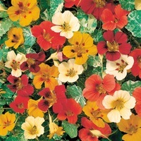 Graines de fleurs CAPUCINE COULEURS D'AFRIQUE (Tropaeolum majus) - Graineterie A. DUCRETTET