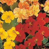  CAPUCINE CAPUCINE-WHIRLYBIRD (Tropaeolum (Nasturtium))-mélange - Graineterie A. DUCRETTET