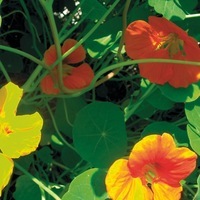 Graines de fleurs CAPUCINE Hybride de Lobb (Tropaeolum (Nasturtium)) - Graineterie A. DUCRETTET