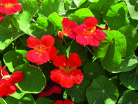 Graines de fleurs CAPUCINE Impératrice des Indes (Tropaeolum (Nasturtium)) - Graineterie A. DUCRETTET