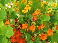  CAPUCINE CAPUCINE-TOM POUCE (Tropaeolum (Nasturtium))-mélange - Graineterie A. DUCRETTET