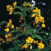 Graines de fleurs CASSIA CASSIA (Cassia floribunda - Corymbosa) - Graineterie A. DUCRETTET
