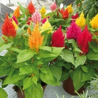 Graines de fleurs CELOSIE PLUMEUSE KIMONO (Celosia argentea plumosa) - Graineterie A. DUCRETTET