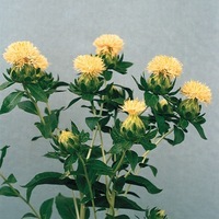 Graines de fleurs CARTHAMUS GRENADE (Carthamus tinctorius) - Graineterie A. DUCRETTET