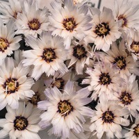 Graines de fleurs CATANANCHE ARMOR (Catananche caerulea) - Graineterie A. DUCRETTET
