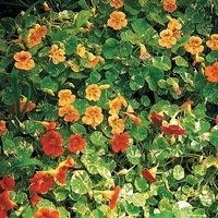 Graines de fleurs CAPUCINE ALASKA TIP TOP (Tropaeolum (Nasturtium)) - Graineterie A. DUCRETTET