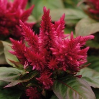  CELOSIE SPICATA CELOSIE SPICATA-KOSMO (Celosia spicata)-rouge pourpre - Graineterie A. DUCRETTET