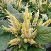  CELOSIE SPICATA CELOSIE SPICATA-KOSMO (Celosia spicata)-jaune vanille - Graineterie A. DUCRETTET