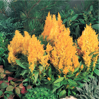  CELOSIE PLUMEUSE CELOSIE PLUMEUSE-LOOK (Celosia argentea plumosa)-jaune - Graineterie A. DUCRETTET