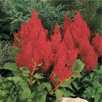  CELOSIE PLUMEUSE CELOSIE PLUMEUSE-LOOK (Celosia argentea plumosa)-rouge - Graineterie A. DUCRETTET