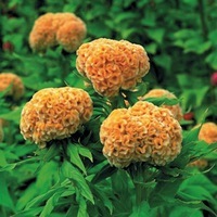 Graines de fleurs CELOSIE SPICATA KOSMO (Celosia spicata) - Graineterie A. DUCRETTET