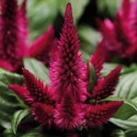  CELOSIE SPICATA CELOSIE SPICATA-KOSMO (Celosia spicata)-cerise - Graineterie A. DUCRETTET