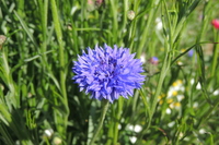  CENTAUREE CENTAUREE-BOY (Centaurea cyanus)-bleu pur - Graineterie A. DUCRETTET