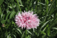 CENTAUREE CENTAUREE-BOY (Centaurea cyanus)-Pinkie (rose pur) - Graineterie A. DUCRETTET