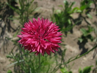  CENTAUREE CENTAUREE-BOY (Centaurea cyanus)-rouge - Graineterie A. DUCRETTET