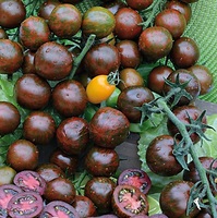 Graines potagères TOMATE RONDE Black zebra (Solanum lycopersicum) - Graineterie A. DUCRETTET