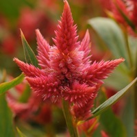  CELOSIE SPICATA CELOSIE SPICATA-CELWAY (Celosia spicata)-orange - Graineterie A. DUCRETTET