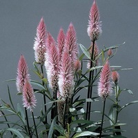  CELOSIE SPICATA CELOSIE SPICATA-CELWAY (Celosia spicata)-rose profond - Graineterie A. DUCRETTET