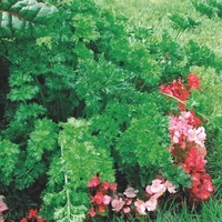 Graines de fleurs CELERI ORNEMENTAL CELERI (Apium Graveolens) - Graineterie A. DUCRETTET
