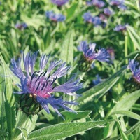  CENTAUREE CENTAUREE-MONTANA (Centaurea montana)-bleu - Graineterie A. DUCRETTET