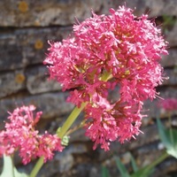 Graines de fleurs VALERIANE . (Valeriana officinalis (Centranthus ruber) - Graineterie A. DUCRETTET