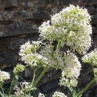 Graines de fleurs vivaces - VALERIANE - Graineterie A. DUCRETTET