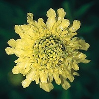 Graines de fleurs CEPHALARIA CEPHALARIA (Cephalaria coriacea gigantea) - Graineterie A. DUCRETTET