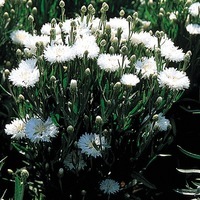  CENTAUREE CENTAUREE-VICTOIRE (CENTAUREA CYANUS)-blanc pur - Graineterie A. DUCRETTET