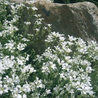  CERAISTE CERAISTE-TAPIS D'ARGENT (Cerastium tomentosum)-blanc - Graineterie A. DUCRETTET