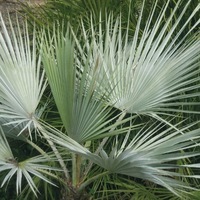 Graines de fleurs PALMIERS CHAMAEROPS HUMILIS CERIFERA (Chamaerops humilis cerifera) - Graineterie A. DUCRETTET