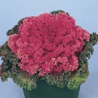 Graines de fleurs CHOU D'ORNEMENT NAGOYA F1 (Brassica) - Graineterie A. DUCRETTET
