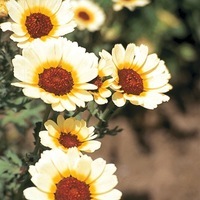 Graines de fleurs CHRYSANTHEME DES MOISSONS ETOILE D'ORIENT (Chrysanthemum segetum) - Graineterie A. DUCRETTET