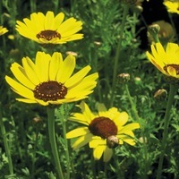Graines de fleurs CHRYSANTHEME DES MOISSONS ELDORADO (PRADO) (Chrysanthemum segetum) - Graineterie A. DUCRETTET