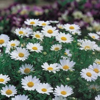  CHRYSANTHEME PALUDOSUM CHRYSANTHEME PALUDOSUM-SNOWLAND (Chrysanthemum paludosum)-blanc pur à centre jaune - Graineterie A. DUCRETTET