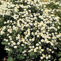 Graines de fleurs CHRYSANTHEME PARTHENIUM PARTHENIUM TETRA WHITE (Chrysanthemum parthenium) - Graineterie A. DUCRETTET