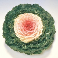 Graines de fleurs CHOU D'ORNEMENT PIDGEON F1 (Brassica) - Graineterie A. DUCRETTET