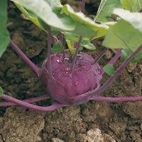 Graines de fleurs CHOU D'ORNEMENT KOLIBRI F1 (Brassica) - Graineterie A. DUCRETTET