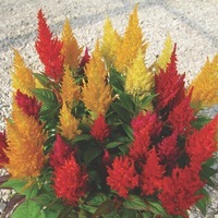  CELOSIE PLUMEUSE CELOSIE PLUMEUSE-CENTURY (Celosia argentea plumosa)-mélange - Graineterie A. DUCRETTET