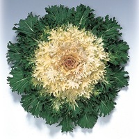 Graines de fleurs CHOU D'ORNEMENT CORAL F1 (Brassica) - Graineterie A. DUCRETTET