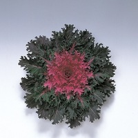  CHOU D'ORNEMENT CHOU D'ORNEMENT-CORAL F1 (Brassica)-Queen (centre rouge) - Graineterie A. DUCRETTET