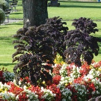 Horticulteurs - Graines de fleurs Bisannuelles - Graineterie A. DUCRETTET