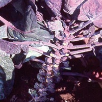 Graines de fleurs CHOU D'ORNEMENT RED BULL (Brassica) - Graineterie A. DUCRETTET