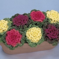 Graines de fleurs CHOU D'ORNEMENT NAGOYA F1 (Brassica) - Graineterie A. DUCRETTET