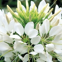  CLEOME CLEOME-SPARKLER F1 (Cleome spinosa)-blanc pur - Graineterie A. DUCRETTET