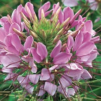  CLEOME CLEOME-SPARKLER F1 (Cleome spinosa)-Lavande et rose - Graineterie A. DUCRETTET