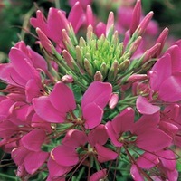  CLEOME CLEOME-SPARKLER F1 (Cleome spinosa)-Rose intense - Graineterie A. DUCRETTET