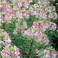  CLEOME CLEOME-SPARKLER F1 (Cleome spinosa)-Rose et blanc - Graineterie A. DUCRETTET