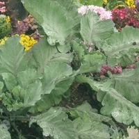  CHOU D'ORNEMENT CHOU D'ORNEMENT-CAVALIER (Brassica)-vert - Graineterie A. DUCRETTET